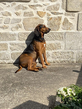 Jedd the Majestic Treehound Coonhound
