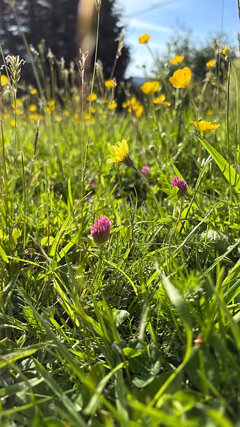 A field of wildflowers