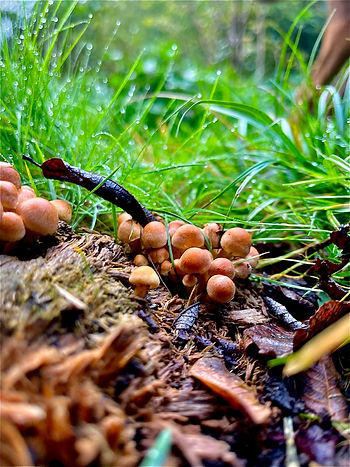 Brown mushrooms growing on rotting forest undergrowth