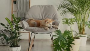 redesigning and renewing