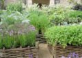 Home herb garden with culinary and medicinal herbs