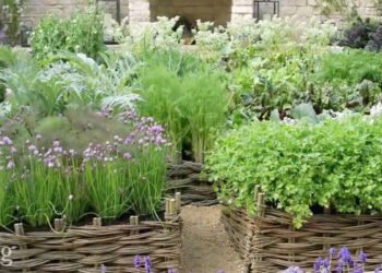 Home herb garden with culinary and medicinal herbs