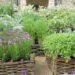 Home herb garden with culinary and medicinal herbs